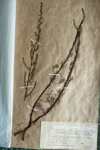 Полин польовий (Artemisia campestris )