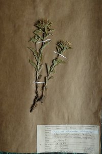 Відкасник звичайний (Carlina vulgaris)