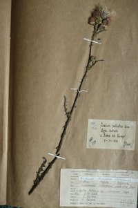 Осот болотяний (Cirsium palustre)