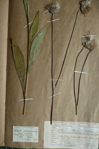 Осот паннонський (Cirsium pannonicum)