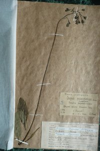 Скереда вищерблена (Crepis praemorsa)