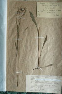 Скереда покривельна (Crepis tectorum)