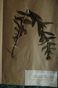 Оман верболистий (Inula salicina)