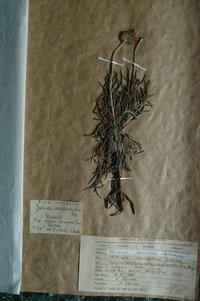 Юринея павутиниста (Jurinea arachnoidea)