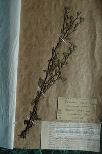 Блошниця простерта ( Pulicaria prostrata )