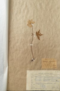 Анемона дібровна (Anemone nemorosa)